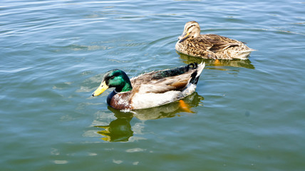 Ducks