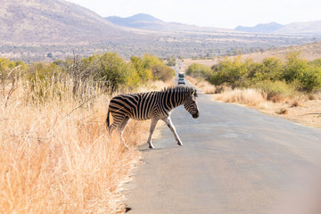 Fototapeta na wymiar Zebra cross the road from South Africa, Pilanesberg National Par