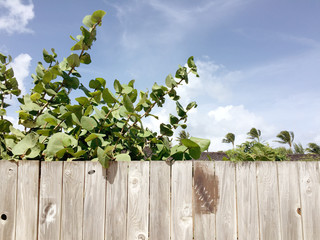 Fence in Tropical Climate