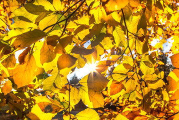 Autumn leaves in the forest