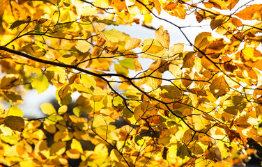 Autumn leaves in the forest