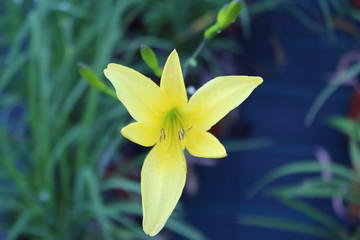 Hemerocallis 