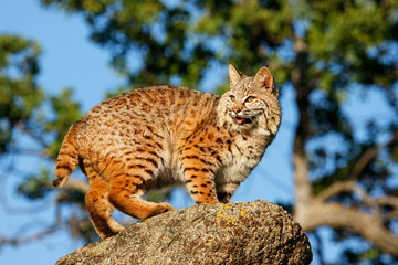 Bobcat standing on a rock