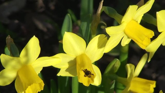 Auf den gelben Narzissen krabbelt eine Biene