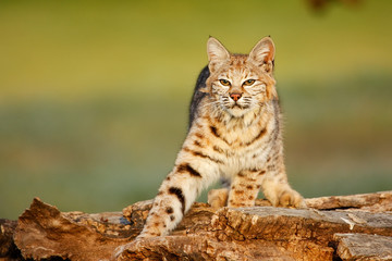Obraz premium Bobcat standing on a log