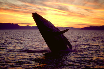 Humpback whale breaching at sunset