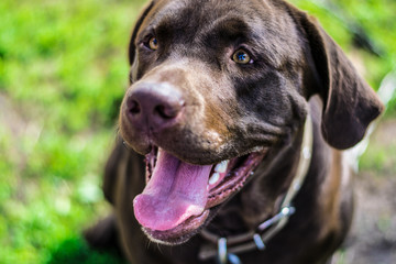 portrait chocolate labrador lying on the grass