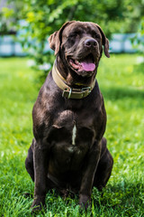 portrait chocolate labrador lying on the grass