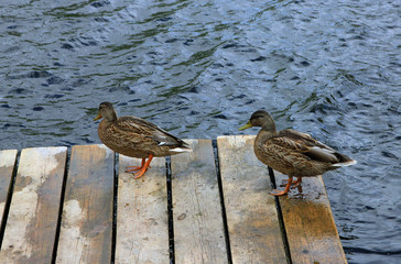 two brown ordinary mallard walk on the wooden pier on the river