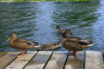 some brown ordinary mallard walk on the wooden pier on the river