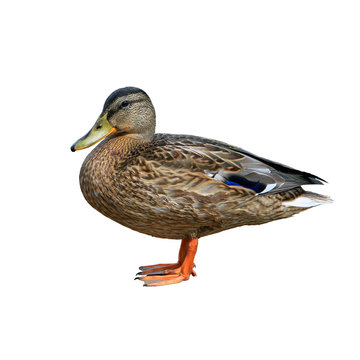 brown ordinary mallard closeup isolated on white background