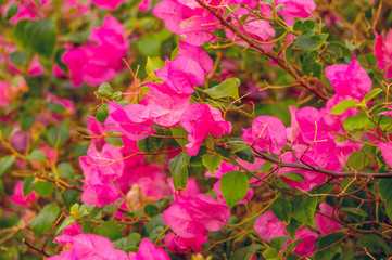 Fototapeta na wymiar Яркий розовый цветущий куст бугенвиллеи