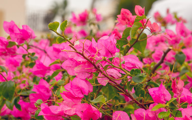 Пурпурная цветущая бугенвиллея