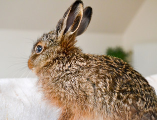 Hare at house