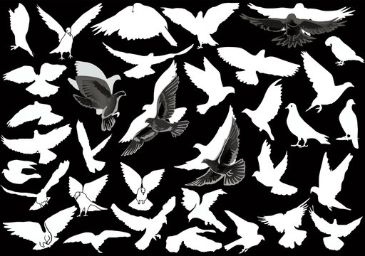 isolated white and grey pigeon collection