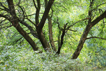 Forest trees. nature green wood backgrounds