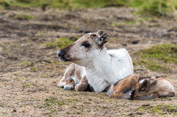 reindeer female and calf [Rangifer tarandus]