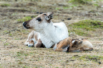 Fototapeta premium reindeer female and calf [Rangifer tarandus] .Norway.Tromso