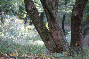 Naklejka premium Forest trees. nature green wood backgrounds