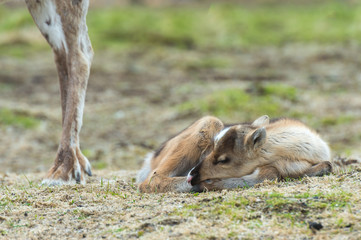 Fototapeta premium calf of a reindeer