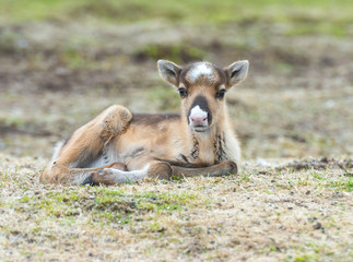 calf of a reindeer,Norway