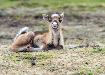 calf of a reindeer