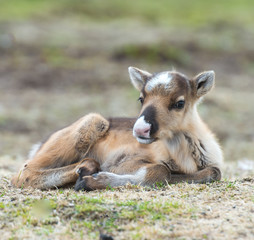 Fototapeta premium calf of a reindeer