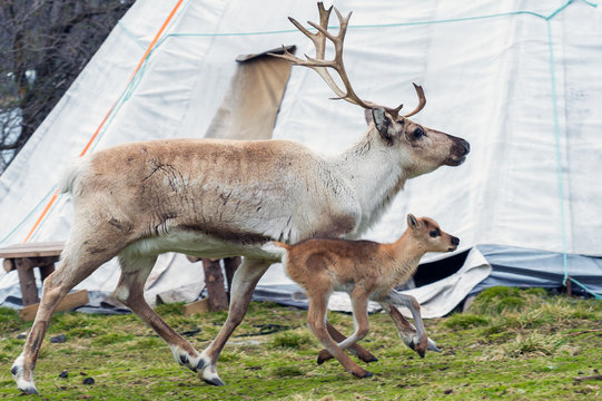 reindeer female and calf [Rangifer tarandus]