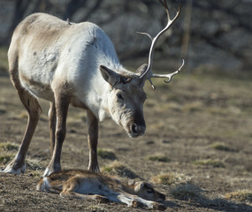Naklejka na ściany i meble reindeer female and calf [Rangifer tarandus] .Norway.Tromso