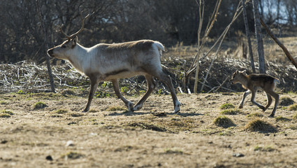 reindeer in its natural environment in scandinavia 