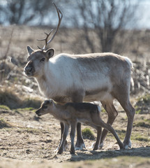 Naklejka na ściany i meble reindeer female and calf [Rangifer tarandus] .Norway.Tromso