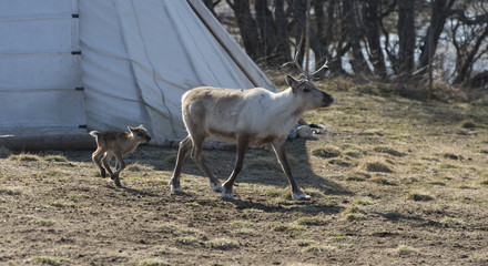 reindeer female and calf [Rangifer tarandus]
