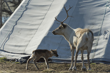 reindeer female and calf [Rangifer tarandus]