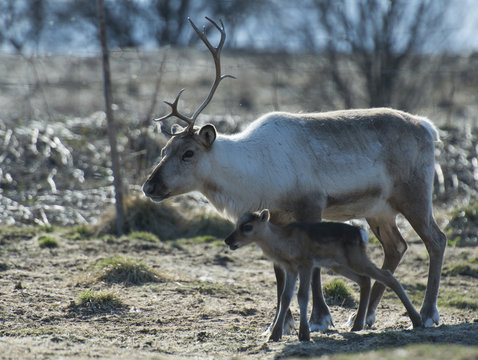 reindeer female and calf [Rangifer tarandus] © belov3097