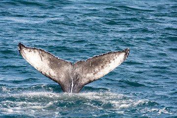 Tail of a humpback whale