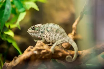 Fotobehang Kameleon Chameleon in nature
