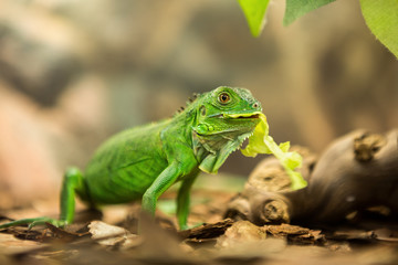 Green iguana