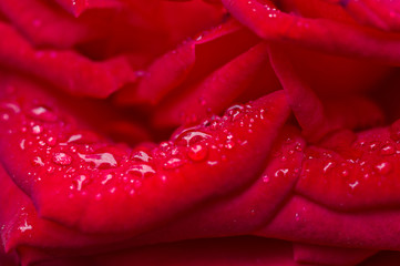 Water drop on red rose petals.