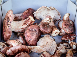 Setas rosadas y blancas , carlets o escarlets o russulas