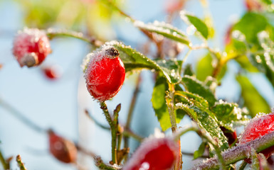 rose hip with frost