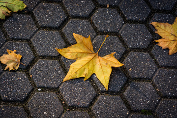 Yellow leaves fall in Autumn.
