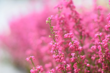 background with pink  flowers in soft focus