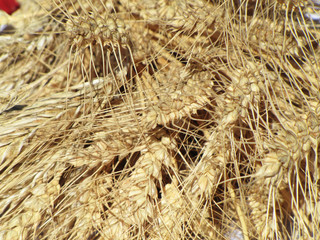 Wheat