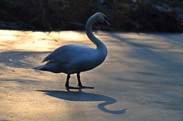 Łabędź zimą © Marzena