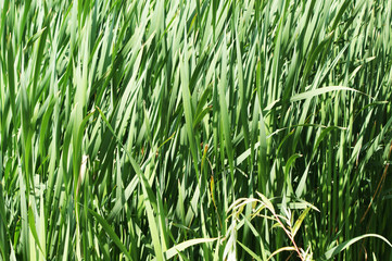 grass