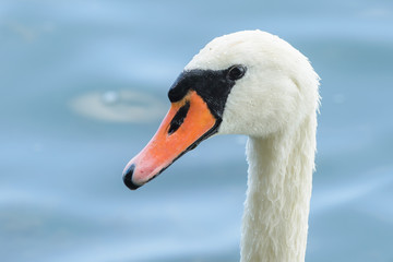 Swan
