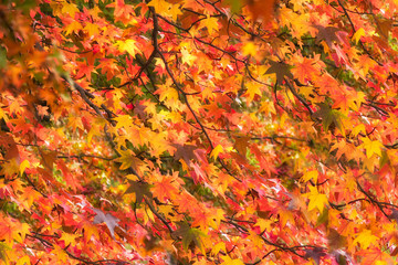 Beautiful vivid autumn leaves