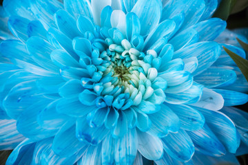 Close up of blue flower aster details - obrazy, fototapety, plakaty