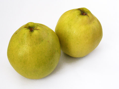 logo,reklam ve web siteleri i&ccedil;in ayva resimleri 