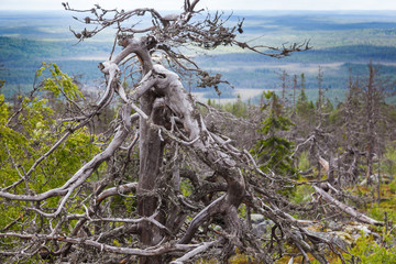 Fototapeta na wymiar Dead tree on Mountain of the Vottovaara in Karelia, Russia